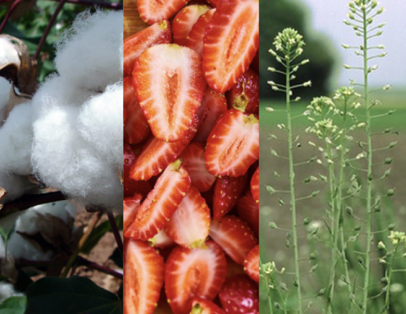 a picture of cotton growing in the wild, cut up strawberries on a cutting board, and camelina grass growing in the wild