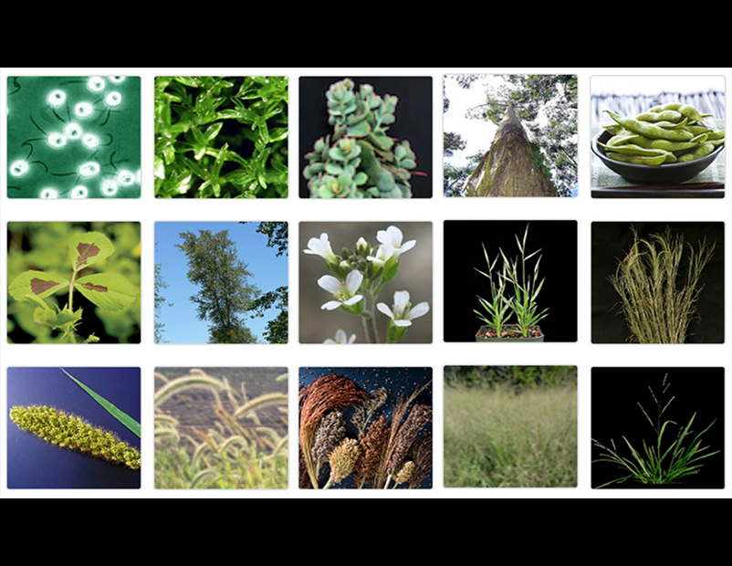 A tiled collage of square photos of different plants - soybeans, and sorghum, for example.