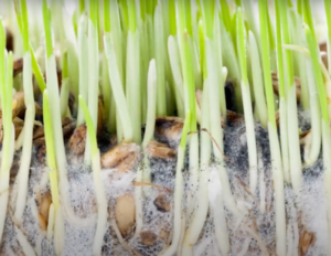 Green plant matter grows from the top, with the area just beneath the surface also visible as soil, root systems and a fuzzy white substance surrounding them.